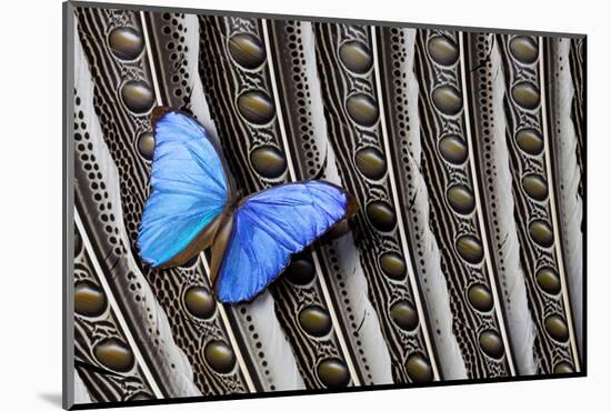 Butterfly, Blue Morpho, on Feather Argus Pheasant Wing Design-Darrell Gulin-Mounted Photographic Print