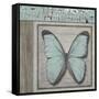 Butterfly Blue-Karen Williams-Framed Stretched Canvas