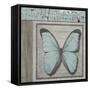 Butterfly Blue-Karen Williams-Framed Stretched Canvas