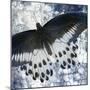 Butterfly Blues 1-Kimberly Allen-Mounted Art Print