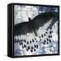 Butterfly Blues 1-Kimberly Allen-Framed Stretched Canvas