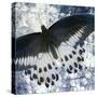 Butterfly Blues 1-Kimberly Allen-Stretched Canvas