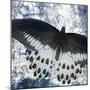 Butterfly Blues 2-Kimberly Allen-Mounted Art Print