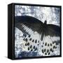Butterfly Blues 2-Kimberly Allen-Framed Stretched Canvas