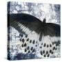 Butterfly Blues 2-Kimberly Allen-Stretched Canvas