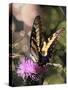 Butterfly Bokeh II-Kathy Mansfield-Stretched Canvas