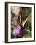 Butterfly Bokeh II-Kathy Mansfield-Framed Photographic Print
