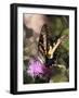 Butterfly Bokeh II-Kathy Mansfield-Framed Photographic Print