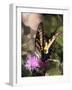 Butterfly Bokeh II-Kathy Mansfield-Framed Photographic Print