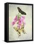 Butterfly Botanical IV-Debra Van Swearingen-Framed Stretched Canvas