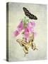 Butterfly Botanical IV-Debra Van Swearingen-Stretched Canvas