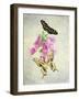 Butterfly Botanical IV-Debra Van Swearingen-Framed Art Print