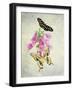 Butterfly Botanical IV-Debra Van Swearingen-Framed Art Print