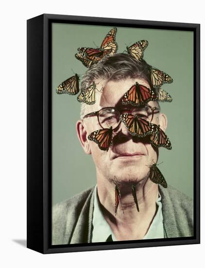 Butterfly Breeder Carl Anderson with Monarch Butterflies on His Face-John Dominis-Framed Stretched Canvas