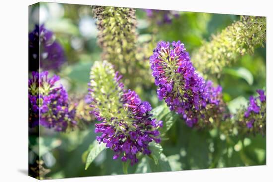 Butterfly Bush, Round Top, Texas, Usa-Lisa S. Engelbrecht-Stretched Canvas