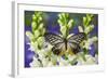 Butterfly Calinaga Buddha, the Freak-Darrell Gulin-Framed Photographic Print