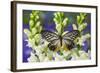 Butterfly Calinaga Buddha, the Freak-Darrell Gulin-Framed Photographic Print