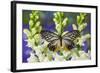 Butterfly Calinaga Buddha, the Freak-Darrell Gulin-Framed Photographic Print