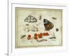 Butterfly, Caterpillar, Moth, Insects and Currants, c.1650-65-Jan Van, The Elder Kessel-Framed Giclee Print