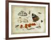 Butterfly, Caterpillar, Moth, Insects and Currants, c.1650-65-Jan Van, The Elder Kessel-Framed Giclee Print