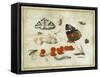 Butterfly, Caterpillar, Moth, Insects and Currants, c.1650-65-Jan Van, The Elder Kessel-Framed Stretched Canvas