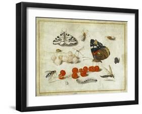 Butterfly, Caterpillar, Moth, Insects and Currants, c.1650-65-Jan Van, The Elder Kessel-Framed Giclee Print