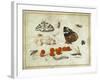 Butterfly, Caterpillar, Moth, Insects and Currants, c.1650-65-Jan Van, The Elder Kessel-Framed Giclee Print