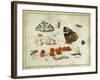 Butterfly, Caterpillar, Moth, Insects and Currants, c.1650-65-Jan Van, The Elder Kessel-Framed Giclee Print