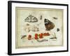 Butterfly, Caterpillar, Moth, Insects and Currants, c.1650-65-Jan Van, The Elder Kessel-Framed Giclee Print