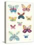 Butterfly Charts I-Courtney Prahl-Stretched Canvas