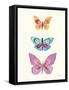 Butterfly Charts III-Courtney Prahl-Framed Stretched Canvas