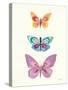 Butterfly Charts III-Courtney Prahl-Stretched Canvas