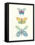 Butterfly Charts IV-Courtney Prahl-Framed Stretched Canvas