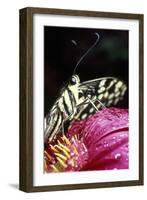 Butterfly Close-Up of Tongue-null-Framed Photographic Print