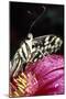 Butterfly Close-Up of Tongue-null-Mounted Photographic Print