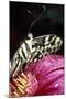 Butterfly Close-Up of Tongue-null-Mounted Photographic Print