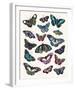 Butterfly Cloud-Clara Wells-Framed Giclee Print