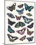 Butterfly Cloud-Clara Wells-Mounted Giclee Print