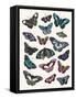 Butterfly Cloud-Clara Wells-Framed Stretched Canvas