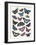 Butterfly Cloud-Clara Wells-Framed Art Print