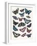 Butterfly Cloud-Clara Wells-Framed Art Print