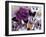 Butterfly Collage Magenta-Evangeline Taylor-Framed Art Print