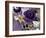 Butterfly Collage Purple-Evangeline Taylor-Framed Art Print