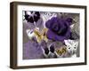 Butterfly Collage Purple-Evangeline Taylor-Framed Art Print