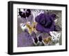 Butterfly Collage Purple-Evangeline Taylor-Framed Art Print