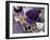 Butterfly Collage Purple-Evangeline Taylor-Framed Art Print