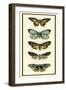 Butterfly Collector VI-Chariklia Zarris-Framed Art Print