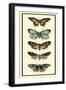 Butterfly Collector VI-Chariklia Zarris-Framed Art Print