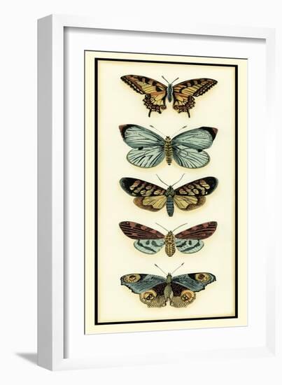 Butterfly Collector VI-Chariklia Zarris-Framed Art Print