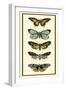 Butterfly Collector VI-Chariklia Zarris-Framed Art Print